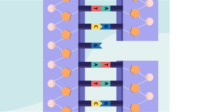 Single Strand Break